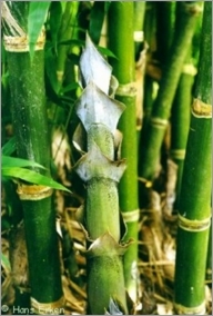 Bambusa Tulda
