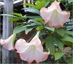 Brugmansia Arborea