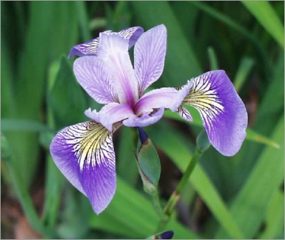 Iris Versicolor