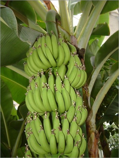 Musa Acuminata