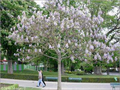 Paulownia-Imperialis