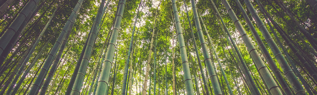 Vente de graines de bambous