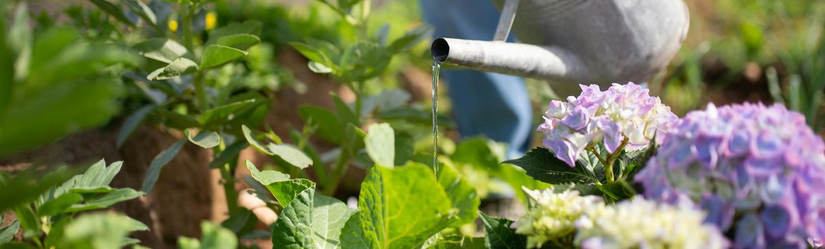Vente de graines de légumes