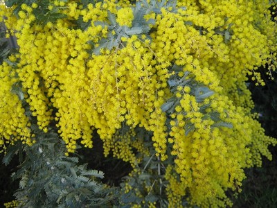 Acacia Mearnsii