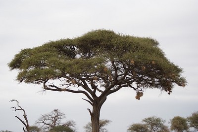 Acacia Tortilis