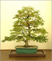 Acer Negundo