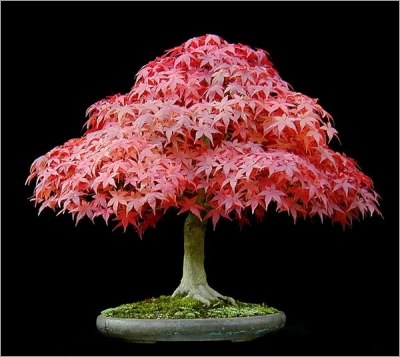 Acer Palmatum Atropurpureum