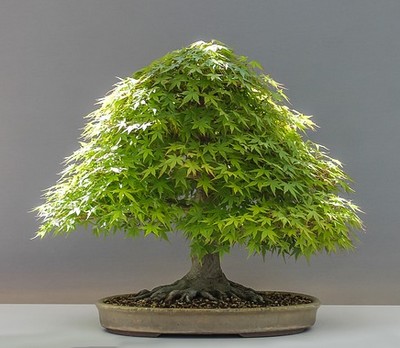 Acer Palmatum