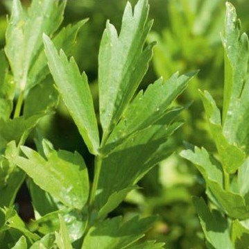 Desmodium gyrans, la plante qui danse ! - Vive le Végétal