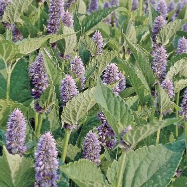 Agastache Mexicana