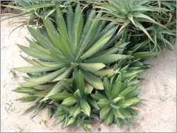 Agave horrida