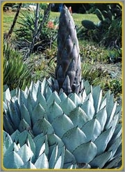 Agave parryi