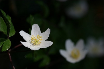 Anemone Nemorosa