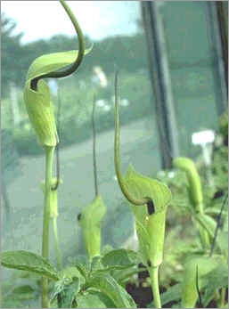 Arisaema Tortuosum