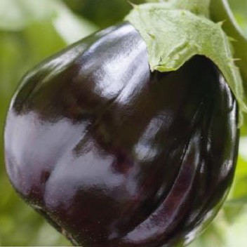 Aubergine Black Beauty