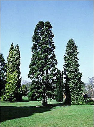 Austrocedrus chilensis