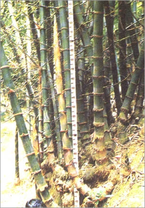 Bambusa Balcooa