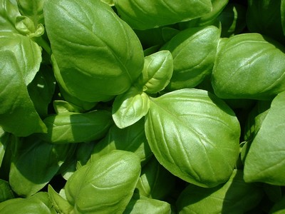Basilic Grand vert