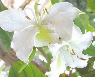 Bauhinia Purpurea White