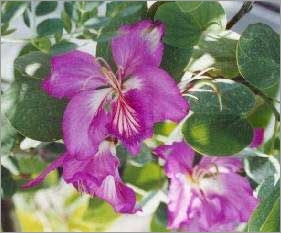 Bauhinia Purpurea