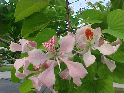 Bauhinia monandra