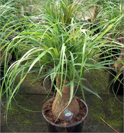 Beaucarnea recurvata