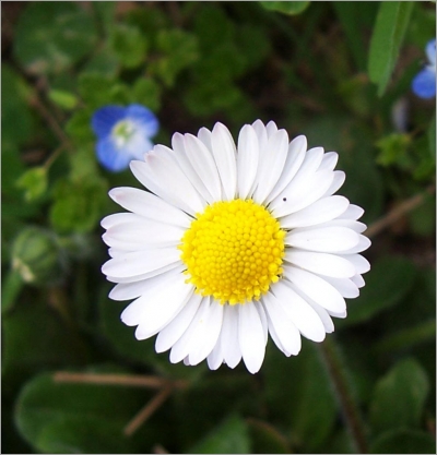 Bellis Perennis