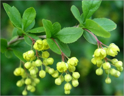 Berberis Vulgaris