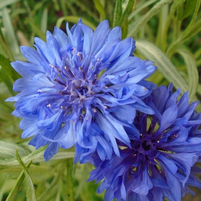 Bleuet 'Blue Ball' double bleue