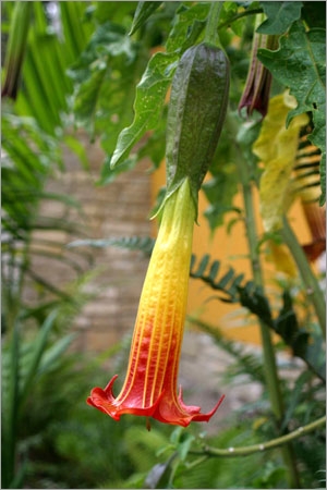 Brugmansia Sanguinea