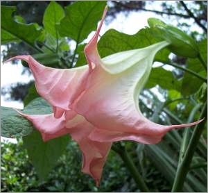 Brugmansia Suaveolens pink