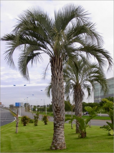 Butia Capitata