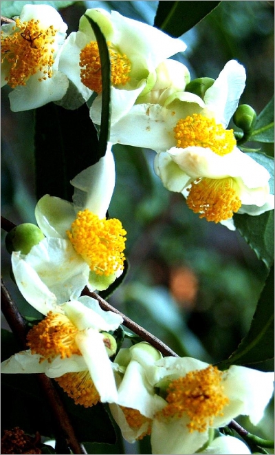 Camellia sinensis