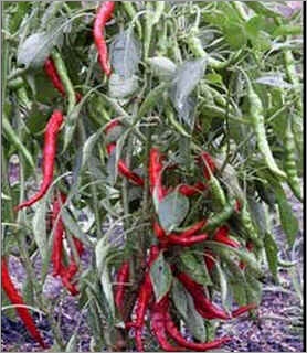 Capsicum cayenne