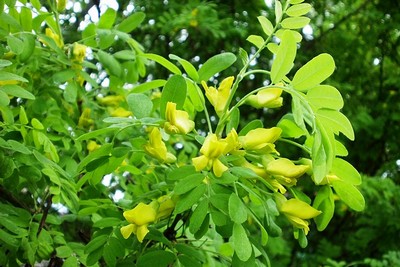 caragana arborescens graines