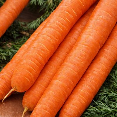 Carotte hâtive d'Amsterdam