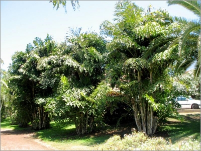 Caryota mitis