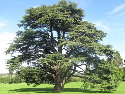 Cedrus Atlantica