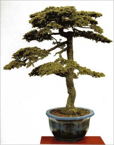 Cedrus Libani