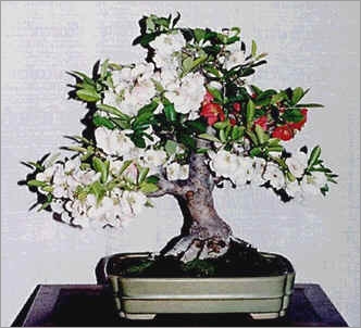 Chaenomeles Japonica