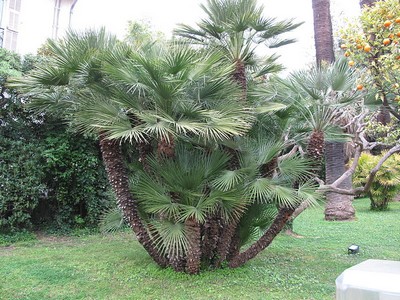 Chamaerops Humilis var. Cerifera