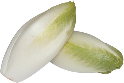 Chicorée de Bruxelles (endive) Demi-hâtive de Malines