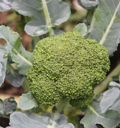 Chou Brocoli vert Calabrese natalino BIO