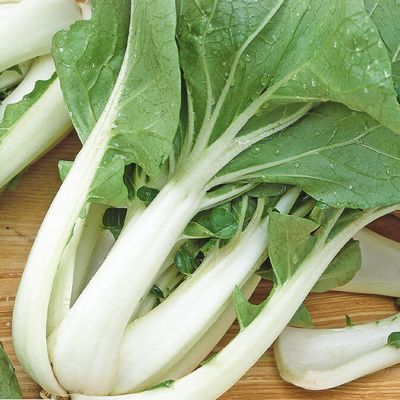Chou de Chine Pak-choï (Taisaï)