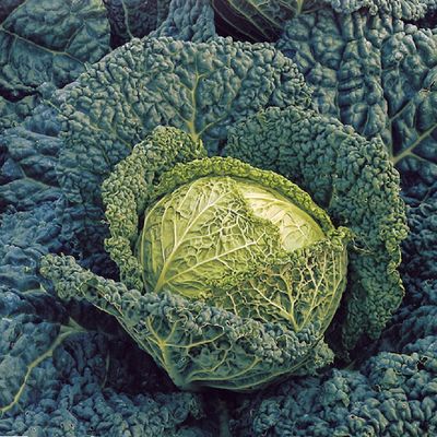 Chou de Milan Gros des Vertus