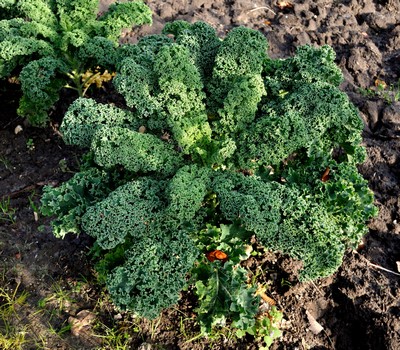 Plant Theatre - Graines de légumes - Kit de légumes insolites avec 5  sachets de graines (carottes, courgettes, choux de Bruxelles, graines de  blettes