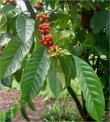 Coffea Arabica nana