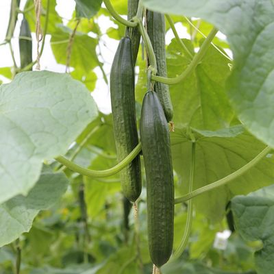 Concombre Telegraph amélioré