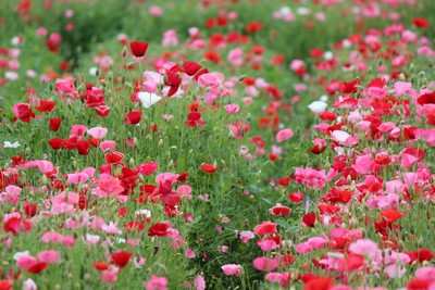 Coquelicot Shirley double en mélange