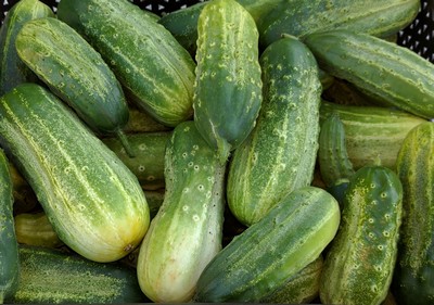 Cornichon Vert Petit de Paris